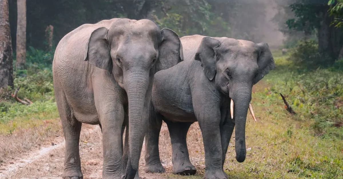 Conservation Animale et Écotourisme : Ce que Vous Devez Savoir