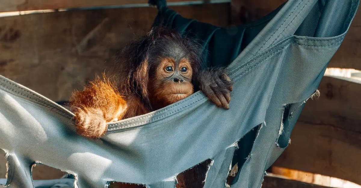Guide d'achat : Activismes et conservation animale