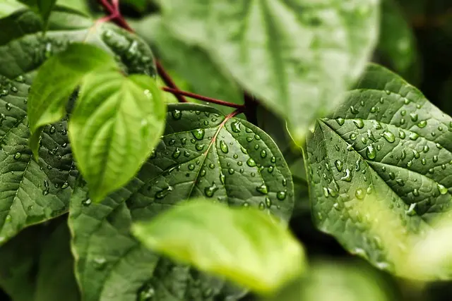 Best Eco-Friendly Adhesives for Sustainable Projects
