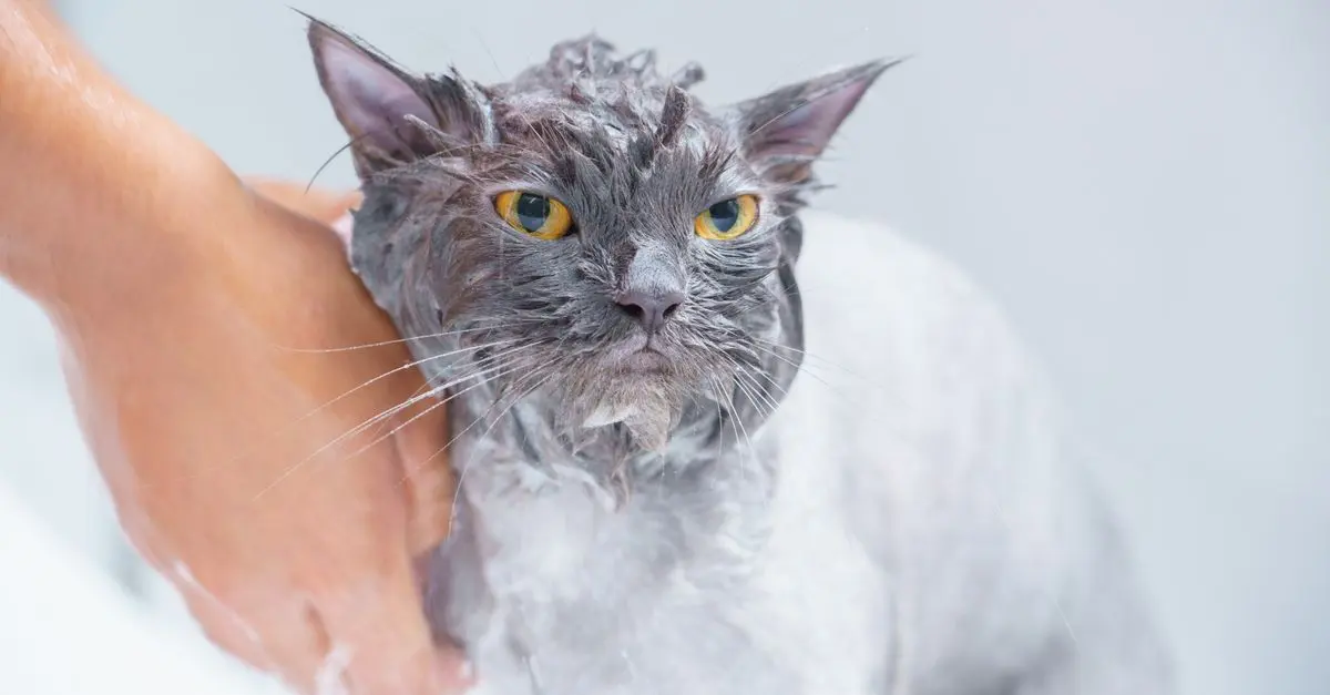 Essential Grooming Tips for Your Feline Friend