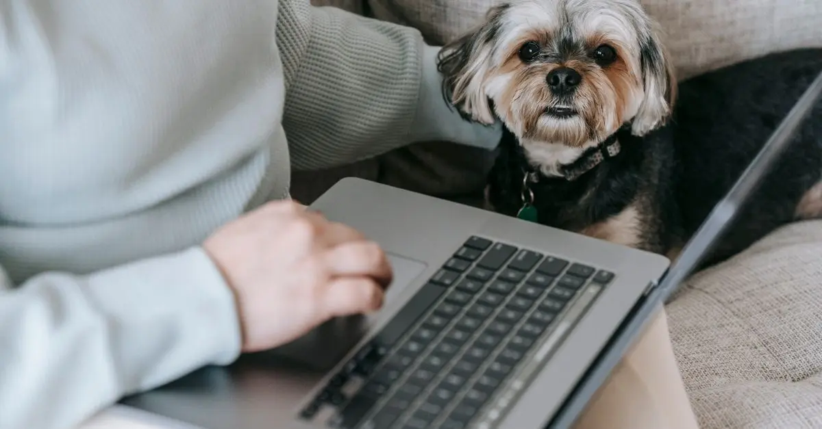 Hundezubehör online kaufen - Der umfassende Kaufguide
