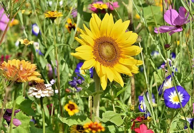 Le Meilleur Paillis pour Jardin : Guide Complet