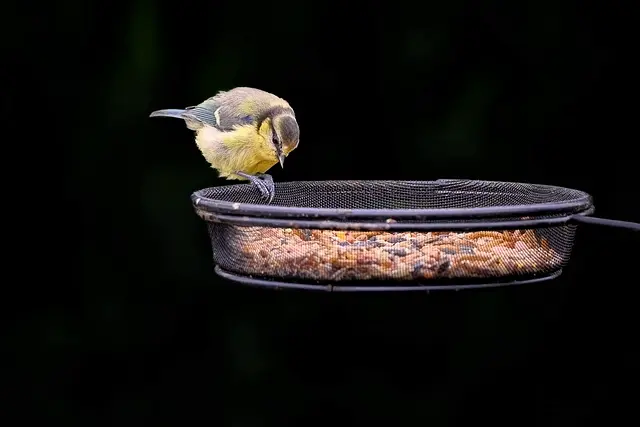 Top Automatic Pet Feeders: Your Buying Guide