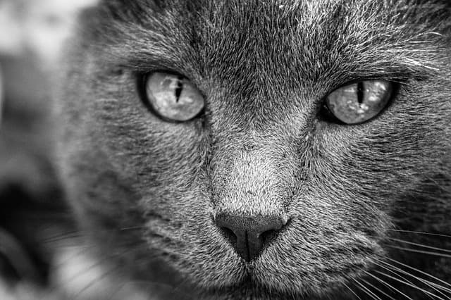 Équipements pour animaux pas chers : Le guide ultime