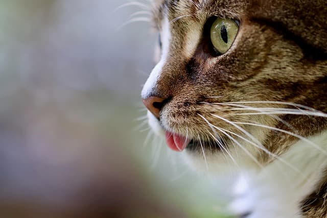 Best Cat Litter Buying Guide