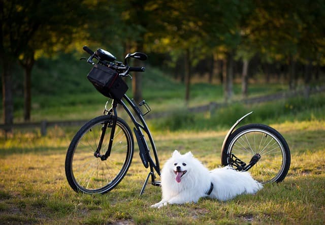 A Complete Guide to Identifying Common Pet Injuries