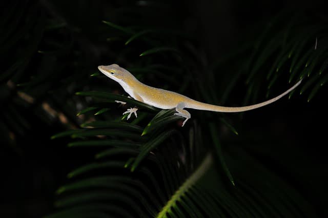 Reptile Care Basics: Your Comprehensive Buying Guide